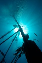 Sea Viking, Nassau Bahamas. Taken with Canon Digital Rebe... by Sally Thomson 